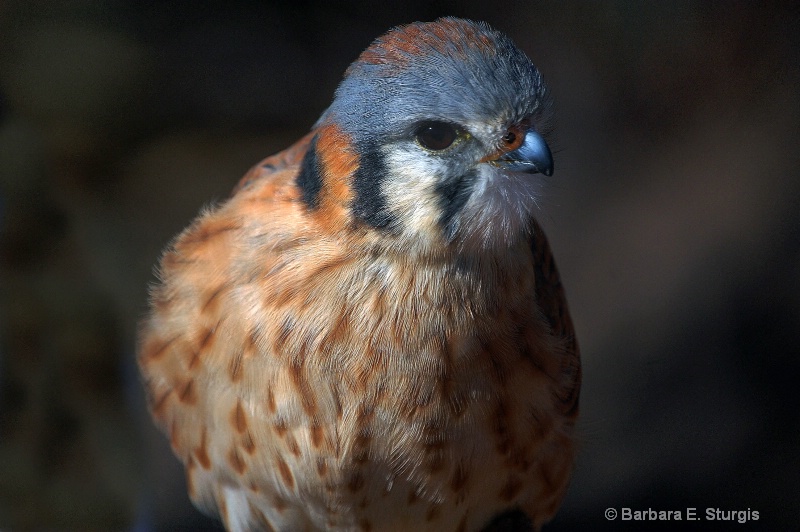 American Kestrel