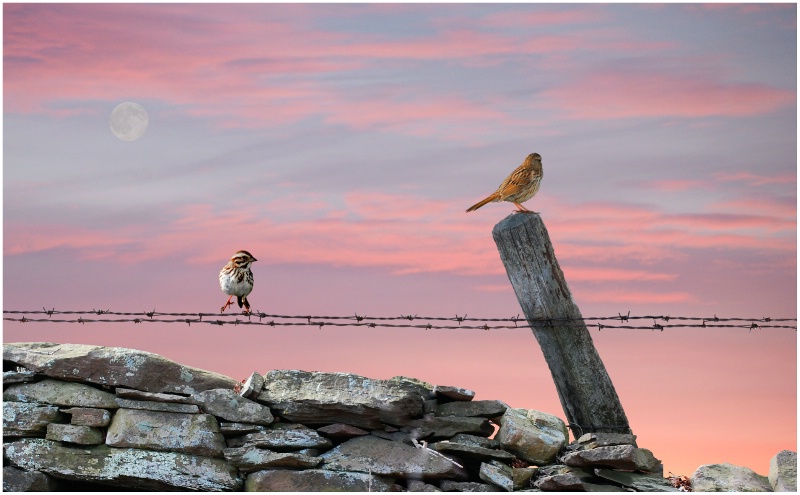 Stone fence...