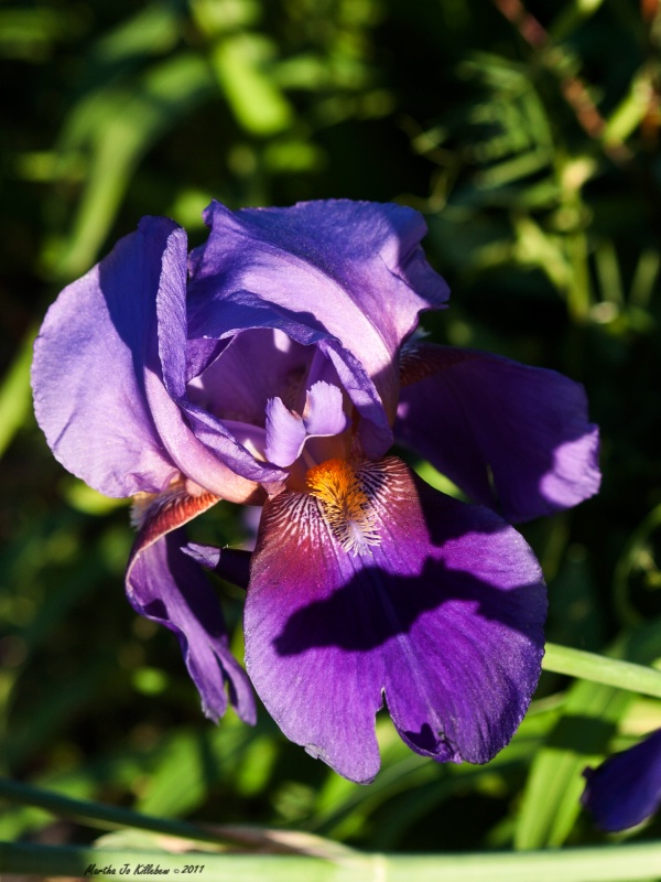 Purple Iris 1
