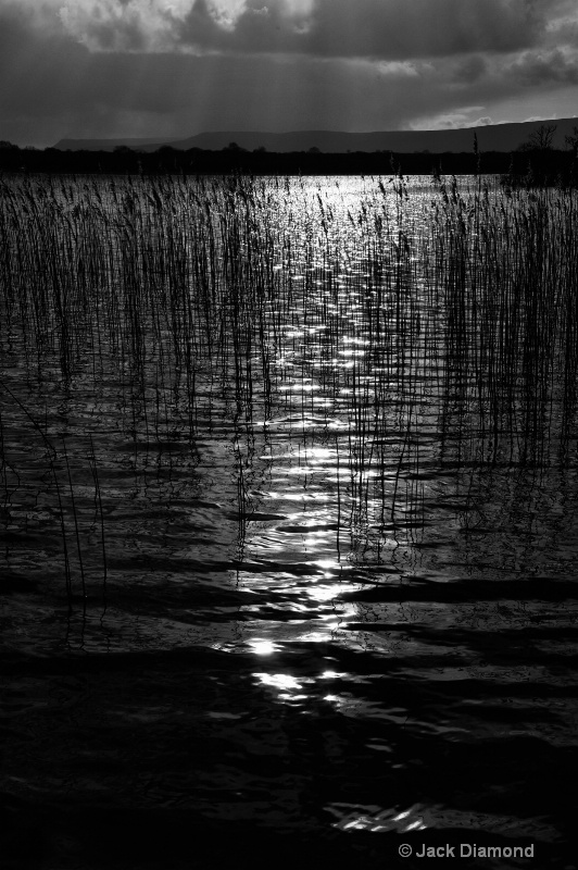 Black and White Reeds