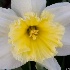 © Elliot Barnathan PhotoID# 11593679: Spring Flowers 2
