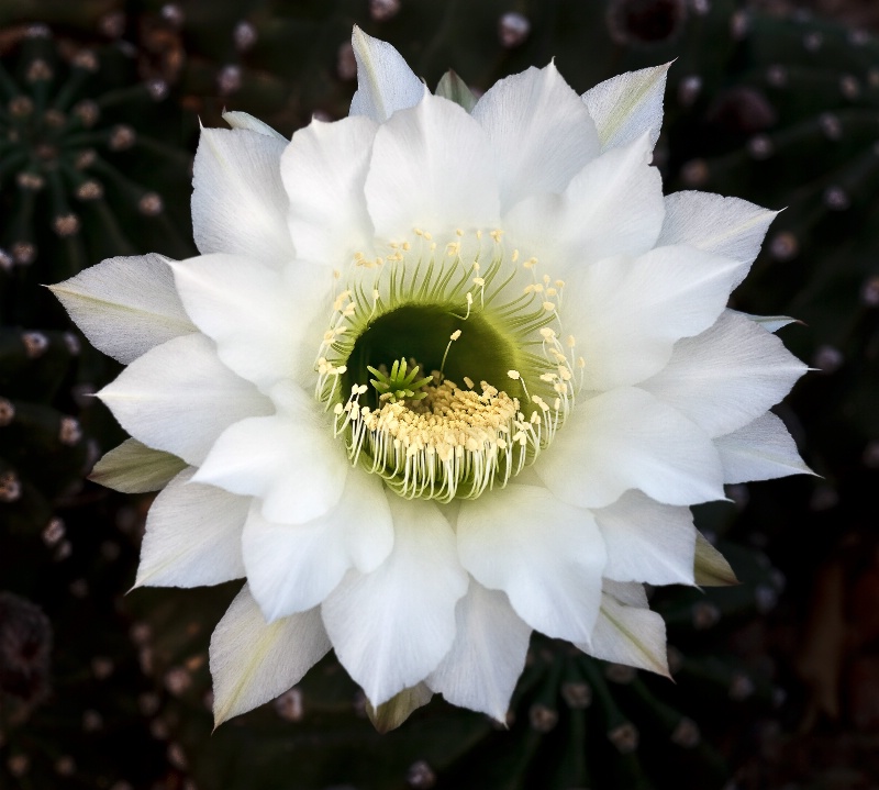 Easter Cactus Bloom - ID: 11593873 © Patricia A. Casey