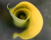 Yellow Calla Lily
