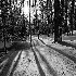 2Long Shadows of Winter - ID: 11595167 © Eric Highfield