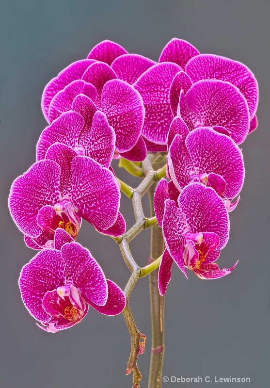 Orchid Delight - ID: 11595917 © Deborah C. Lewinson