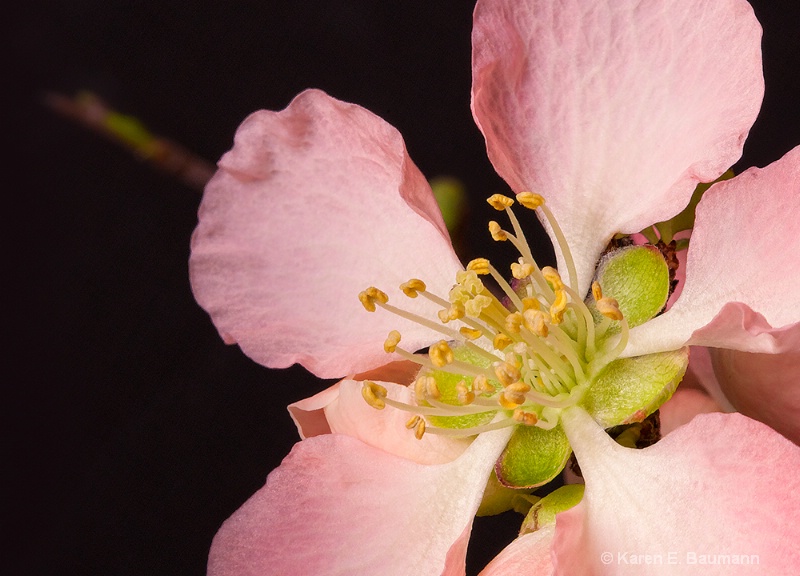 Delicate Spring Bloom