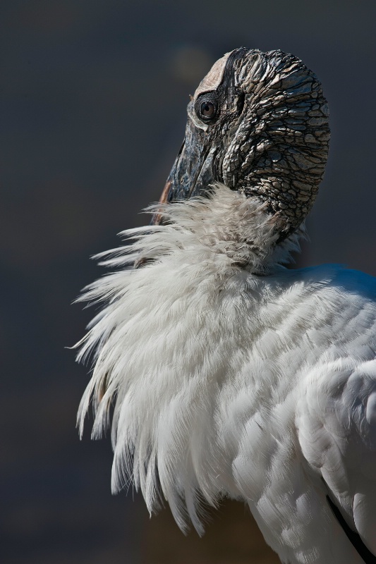 American Stork - ID: 11597985 © Michael Wehrman
