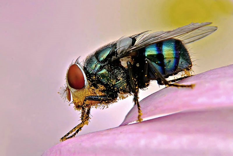 Pollen Laden