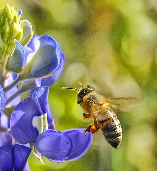 Bee 'bonnet!