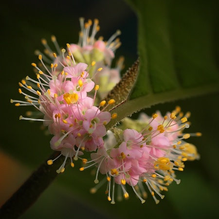 Delicate Pink