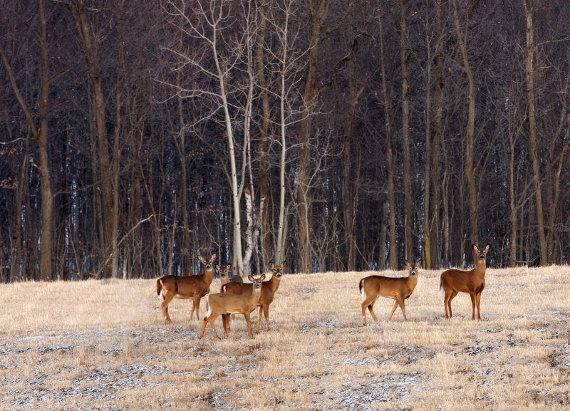 Spring Deer - ID: 11598038 © Raven Schwan-Noble