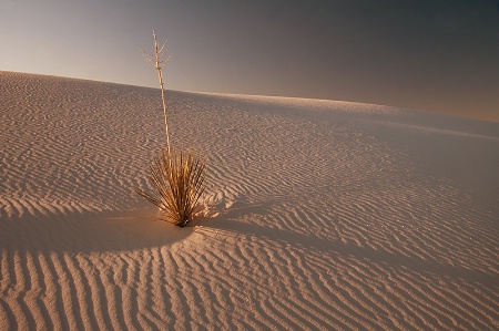 Sand Dune At Dawn