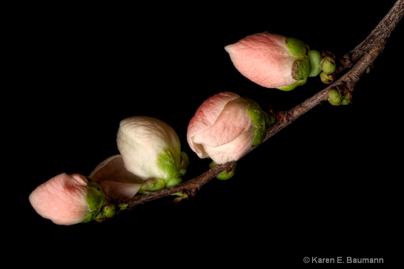 Four Buds