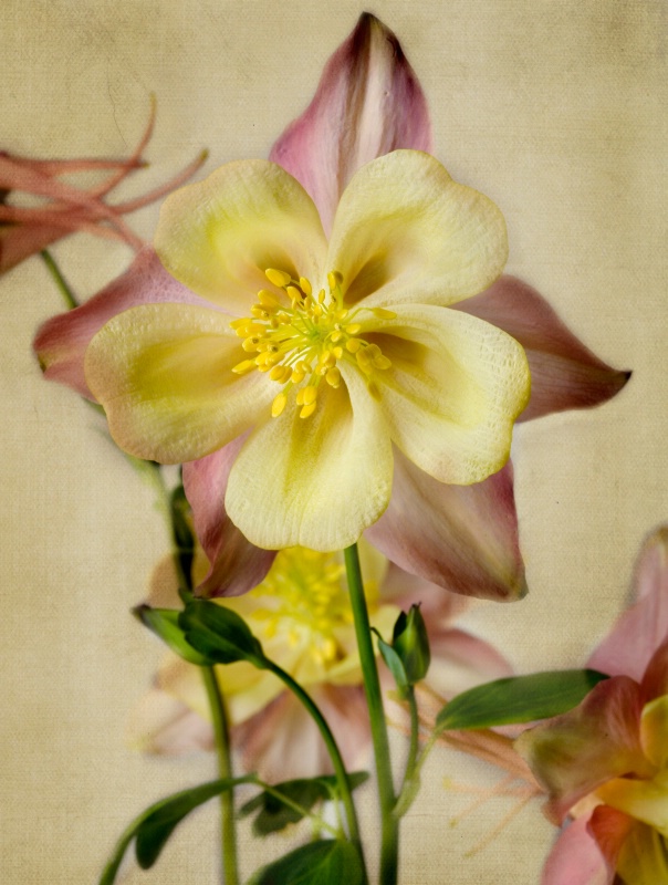  Columbine