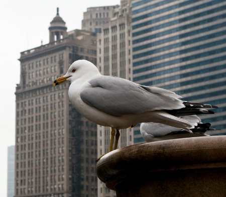 gull off Chicago River