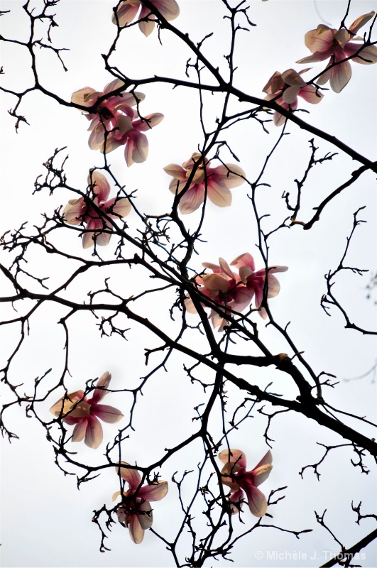 Magnolias Reach For The Sky !