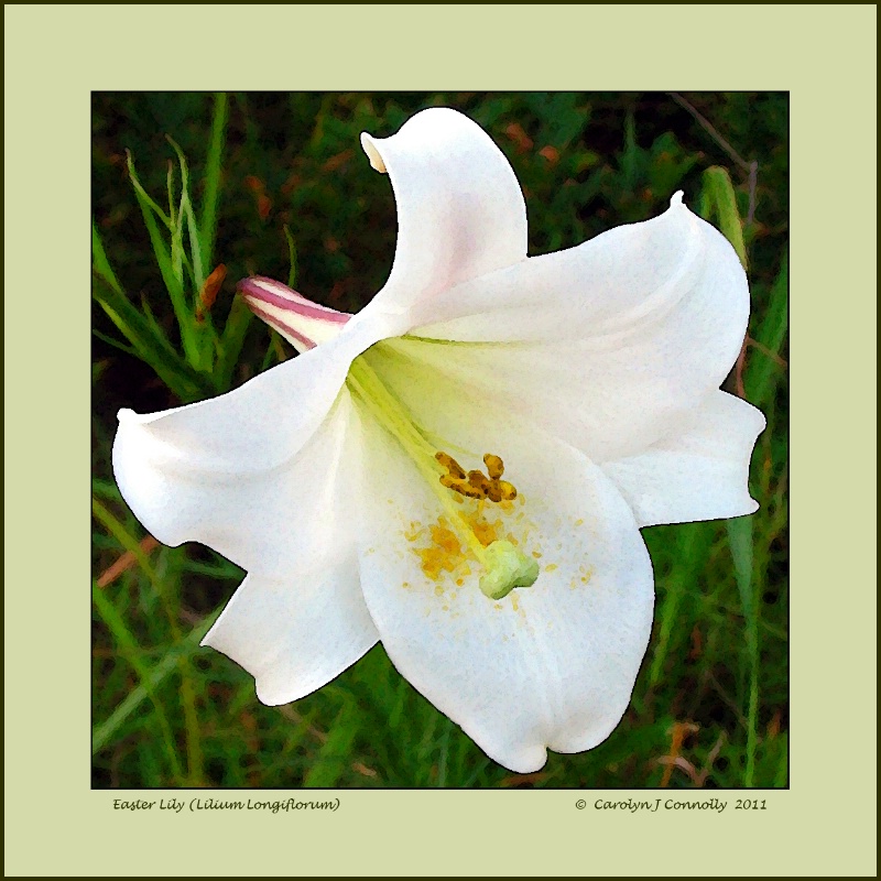 * Easter Lily *<p>