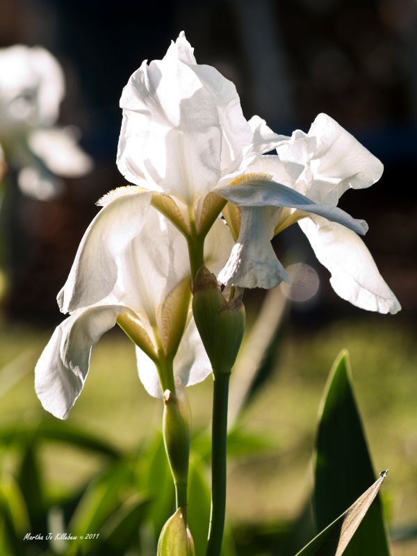 White Iris 1