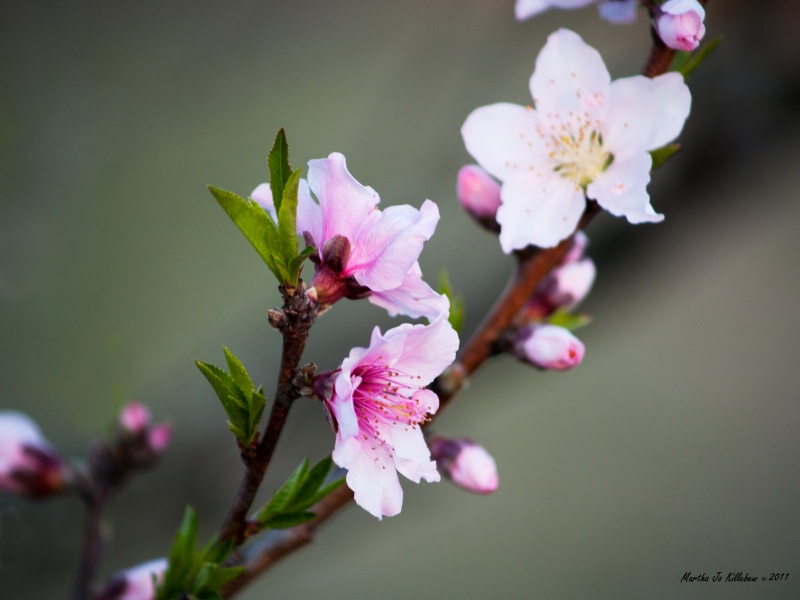 Peach Blossom 70