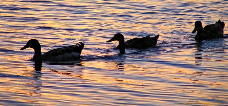 * Sunset Ducks *<p>