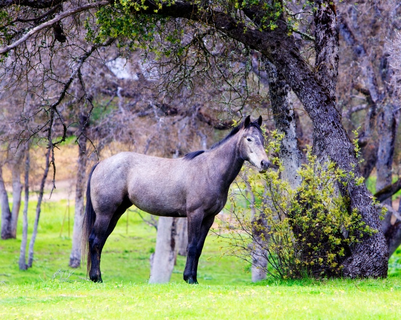 Mariposa Filly