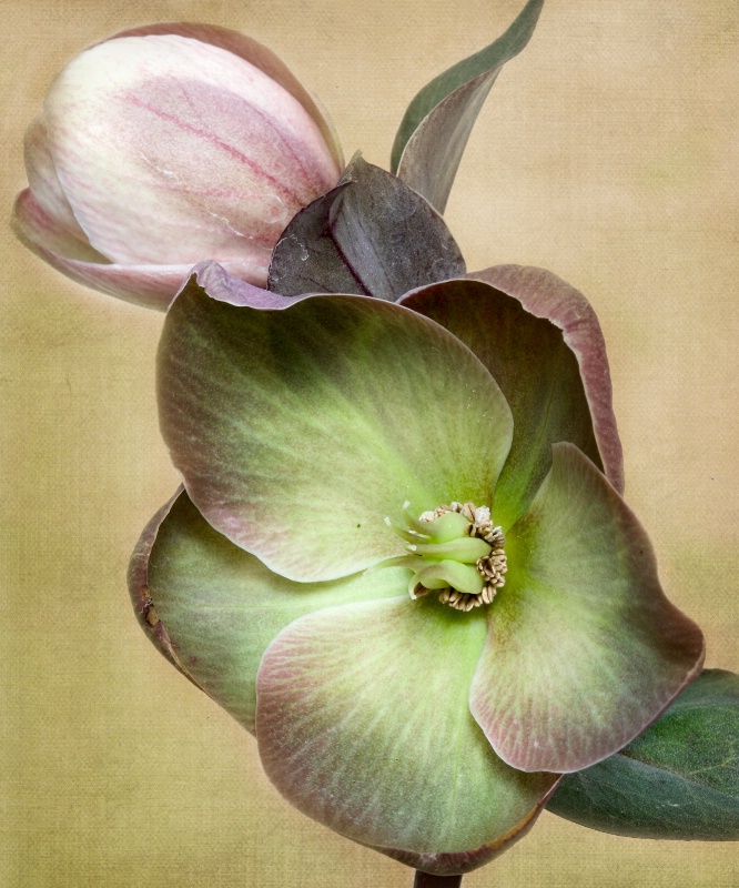 Lenten Rose