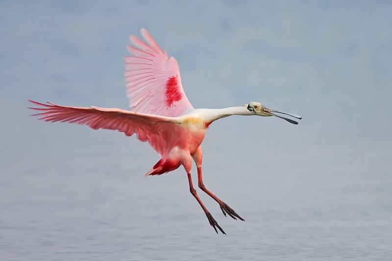 Incoming Spoonbill