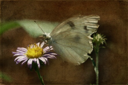 Moth & Flower