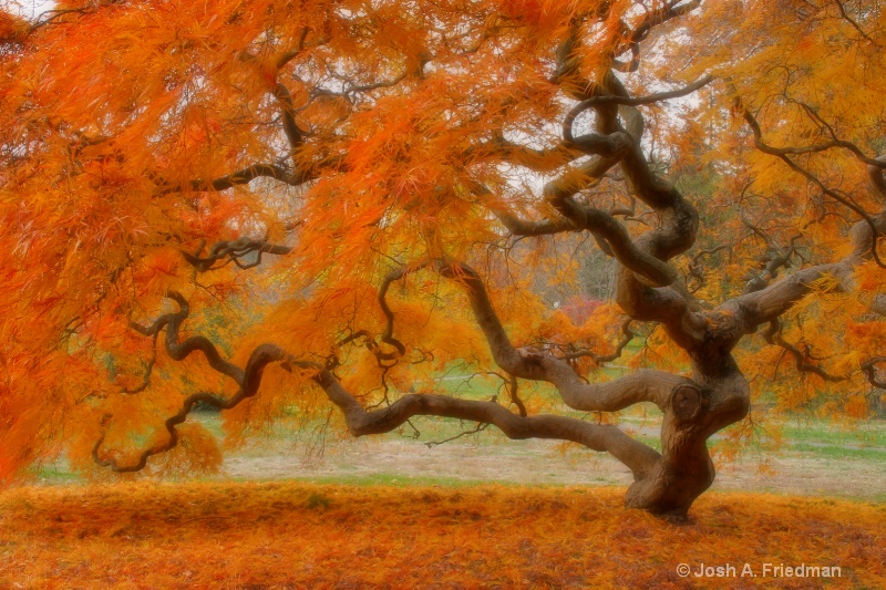 Threadleaf Japanese Maple Tree in Autumn - Softer 