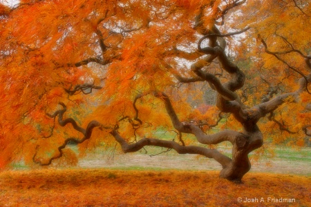 Threadleaf Japanese Maple Tree in Autumn - Softer 