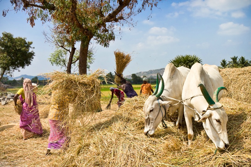 Threshing