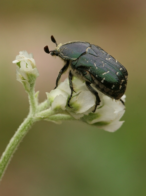 tiny little beetle