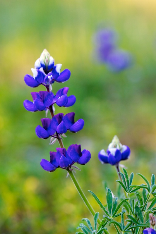 Blue Bonnets are Blooming