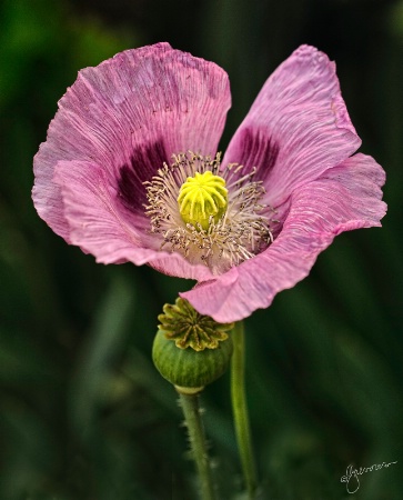 Pink Poppy