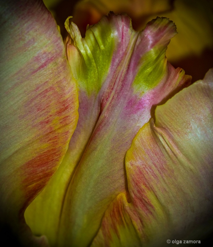 Painted Tulip - ID: 11610023 © Olga Zamora