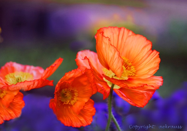 Flower Dance