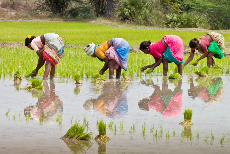 Rice Planting