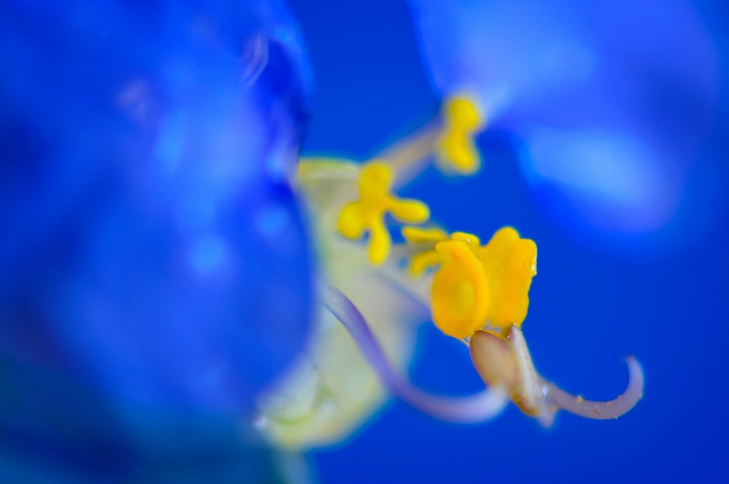 Blue and yellow flower