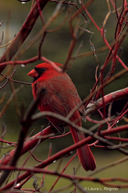 Cardinal in Dogwood
