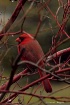 Cardinal in Dogwo...