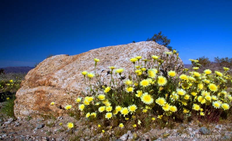 Spring Blooms in the Desert