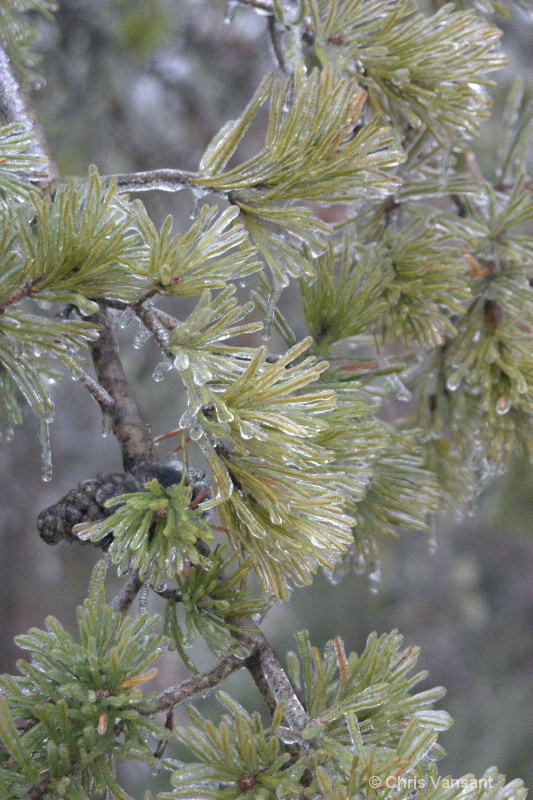 20101216 8362 ice - bybee tn - ID: 11614390 © Chris Vansant