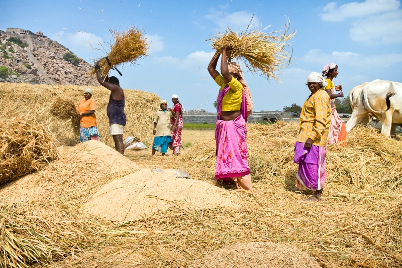 Threshing 2