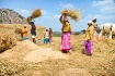 Threshing 2