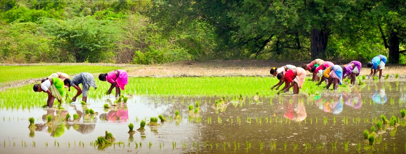 Rice Planters