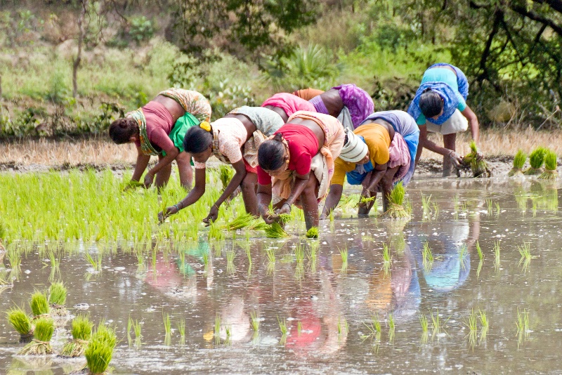 Planting Rice