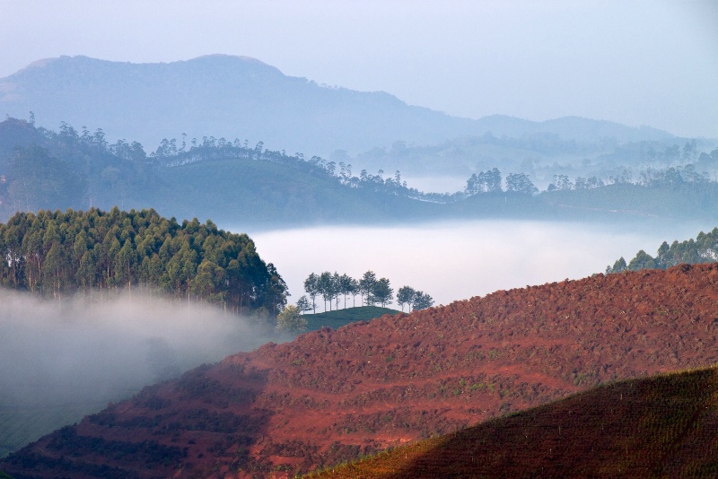 Tea Plantation