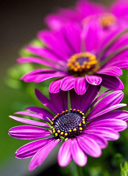 African Daisy