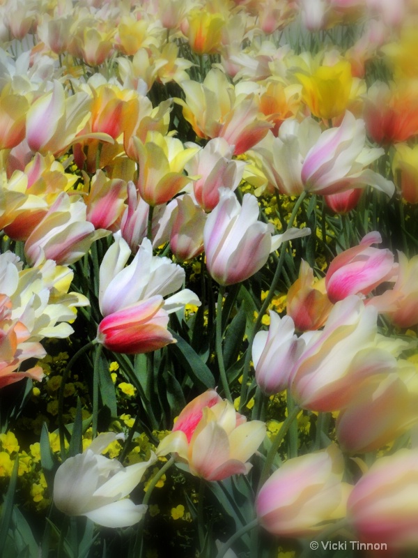 Tulips in the Wind