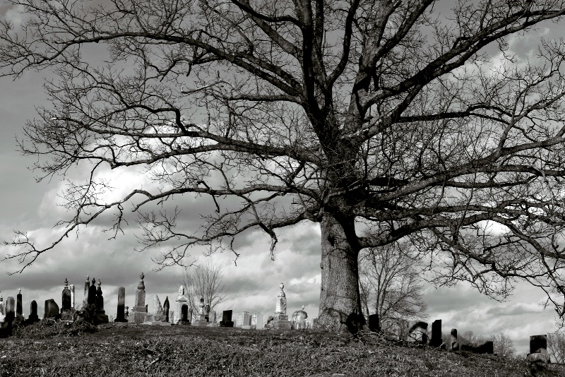 Lone oak, Old souls....
